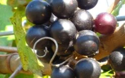 Lane Muscadine Grape Vine (Self Fertile) - 1 Gallon Pot 7 Lane Muscadine Grape Vine (Self Fertile) - 1 Gallon Pot -Garden Plants 10133 lane muscadine