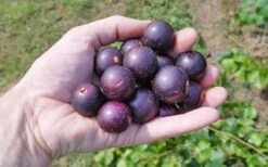 Nesbitt Muscadine Grape Vine - 1 Gallon Pot -Garden Plants 10547 nesbitt muscadine
