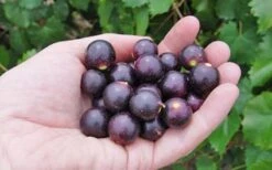 Noble Muscadine Grape Vine (Self Fertile) - 1 Gallon Pot -Garden Plants 10548 noble muscadine