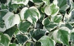 Variegated Algerian Ivy (Hedera Algeriensis 'Gloire De Marengo') - 6 Pack Of Pint Pots 13 Variegated Algerian Ivy (Hedera Algeriensis 'Gloire De Marengo') - 6 Pack Of Pint Pots -Garden Plants 3554 ravensholst ivy