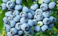 Powderblue Rabbiteye Blueberry - 7 Gallon Pot -Garden Plants 3591 powder blue blueberry