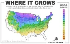 Paul's Select Blue Norway Spruce (Picea Abies) - 5 Gallon Pot 7 Paul's Select Blue Norway Spruce (Picea Abies) - 5 Gallon Pot -Garden Plants 3a 8a 33