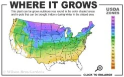 Emerald Green Arborvitae Poodle Tier Topiary (3 Ball) - 5 Gallon Pot -Garden Plants 3a 8b 35