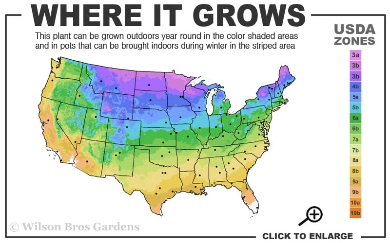 Little Hottie Hydrangea - 3 Gallon Pot 3 Little Hottie Hydrangea - 3 Gallon Pot - Image 3