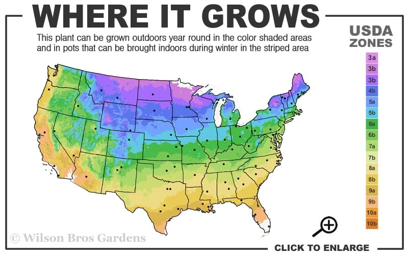 Blue Point Juniper - 3 Gallon Pot 3 Blue Point Juniper - 3 Gallon Pot - Image 3