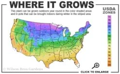 Iowa Juniper - 3 Gallon Pot 7 Iowa Juniper - 3 Gallon Pot -Garden Plants 3b 9b