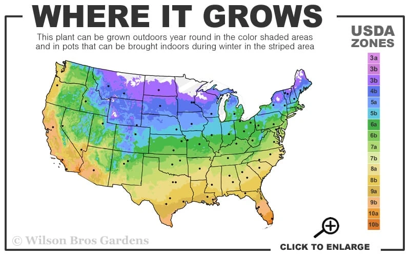 Lemon Drift Groundcover Rose - 1 Gallon Pot 3 Lemon Drift Groundcover Rose - 1 Gallon Pot - Image 3