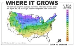 Vanderwolf's Pyramid Limber Pine (Pinus Flexilis) - 2 Gallon Pot -Garden Plants 4a 8a 2