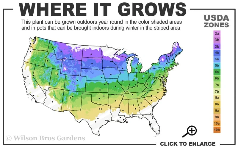 Bloomerang Dark Purple Lilac - 2 Gallon Pot 3 Bloomerang Dark Purple Lilac - 2 Gallon Pot - Image 3