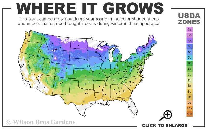 King's Gold Sawara False Cypress - 2 Gallon Pot 3 King's Gold Sawara False Cypress - 2 Gallon Pot - Image 3
