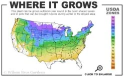 Dwarf Hinoki Cypress Tree (Single Trunk Topiary) - 7 Gallon Pot -Garden Plants 4a 8b 59