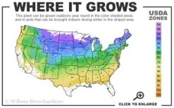 Downy Pagoda Plant (Blephilia Ciliata) - 1 Gallon Pot -Garden Plants 4a 8b thumbnail 13