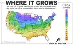 Black Locust Tree - 3 Gallon Pot 15 Black Locust Tree - 3 Gallon Pot -Garden Plants 4a 9a 1