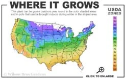 Mission To Mars Mangave - 1 Gallon Pot -Garden Plants 4a 9b 157