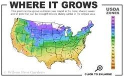 Pink Charm Mountain Laurel (Kalmia Latifolia) - 3 Gallon Pot -Garden Plants 4a 9b thumbnail 3