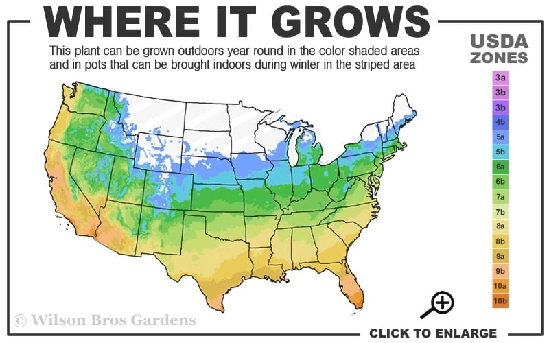 Golden Sweet Flag - Acorus Gramineus 'Ogon' - 18 Count Flat Of Pint Pots 3 Golden Sweet Flag - Acorus Gramineus 'Ogon' - 18 Count Flat Of Pint Pots - Image 3