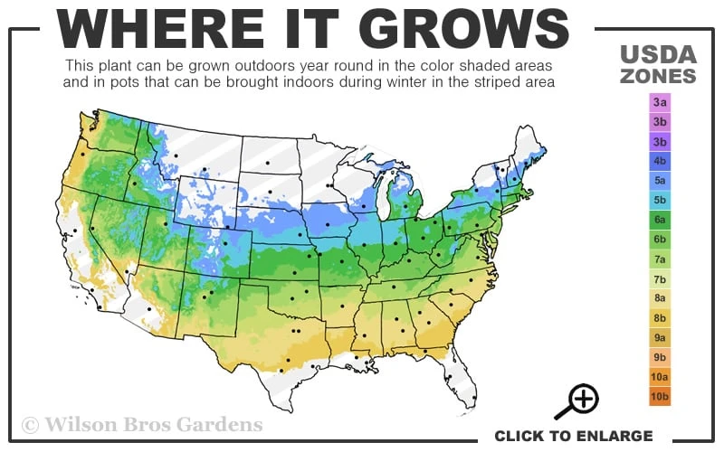 Skeeter's Broom Japanese Maple - 2 Gallon Pot 3 Skeeter's Broom Japanese Maple - 2 Gallon Pot - Image 3