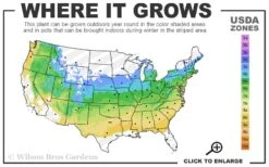 Fireglow Red Leaf Japanese Maple - 1 Gallon Pot 10 Fireglow Red Leaf Japanese Maple - 1 Gallon Pot -Garden Plants 5a 8b 47