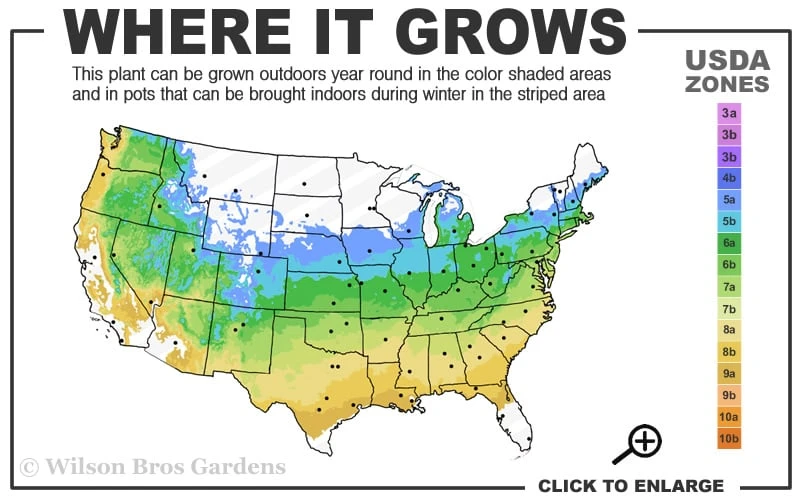 Red Pygmy Japanese Maple - 2 Gallon Pot 3 Red Pygmy Japanese Maple - 2 Gallon Pot - Image 3
