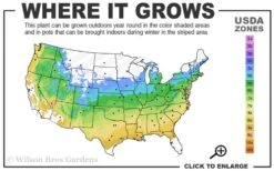 Anne Irene Japanese Maple - 3 Gallon Pot 10 Anne Irene Japanese Maple - 3 Gallon Pot -Garden Plants 5a 9a 9