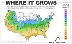 Shaina Dwarf Red Japanese Maple - 3 Gallon Pot 8 Shaina Dwarf Red Japanese Maple - 3 Gallon Pot -Garden Plants 5a 9b 113