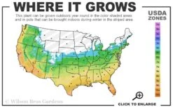 Dwarf Black Mondo Grass - 5 Pack Of Quart Pots -Garden Plants 5b 11 16