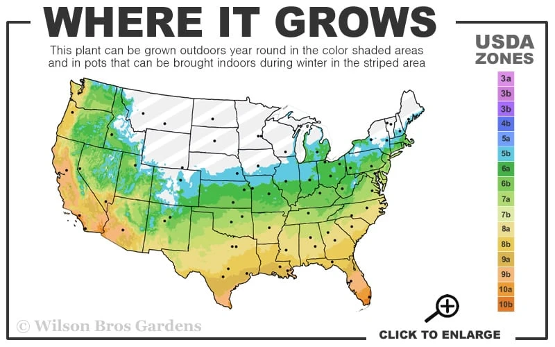 Claudia Wannamaker Southern Magnolia - 7 Gallon Pot (5-6') 3 Claudia Wannamaker Southern Magnolia - 7 Gallon Pot (5-6') - Image 3