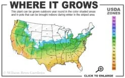 Graham Blandy Columnar Boxwood - 2 Gallon Pot 6 Graham Blandy Columnar Boxwood - 2 Gallon Pot -Garden Plants 5b 9b 3