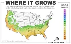 Astronaut Azalea - 1 Gallon Pot -Garden Plants 6B 9b 12