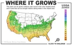 Ingelise English Ivy (Hedera) - 10 Pack Of 4" Pots -Garden Plants 6a 10a 3