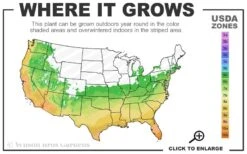 Rozannie Dwarf Aucuba (Japanese Laurel) - 3 Gallon Pot -Garden Plants 6a 10b 10