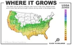 Don Juan Climbing Rose - 3 Gallon Pot 10 Don Juan Climbing Rose - 3 Gallon Pot -Garden Plants 6a 11 6