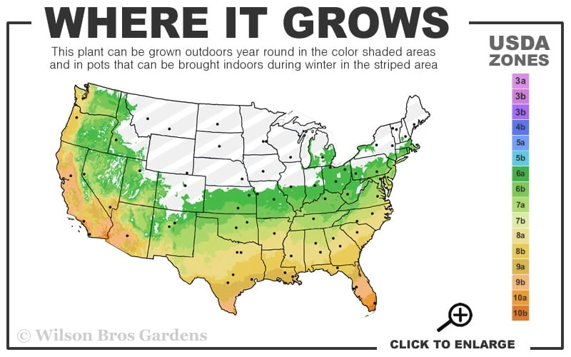 Harbor Belle Dwarf Nandina - 1 Gallon Pot 3 Harbor Belle Dwarf Nandina - 1 Gallon Pot - Image 3
