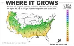 Dee Runk Columnar Boxwood - 6 Pack Of 1 Gallon Pots -Garden Plants 6a 8b 16