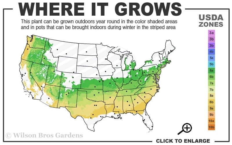 Elegans Variegated Boxwood - Buxus Sempervirens 'Elegantissima' - 1 Gallon Pot 3 Elegans Variegated Boxwood - Buxus Sempervirens 'Elegantissima' - 1 Gallon Pot - Image 3
