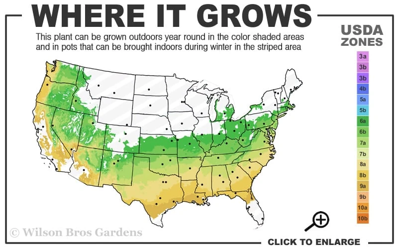 Sir Robert Dwarf Azalea - 3 Gallon Pot 3 Sir Robert Dwarf Azalea - 3 Gallon Pot - Image 3