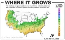 Titan Blueberry - 1 Gallon Pot 8 Titan Blueberry - 1 Gallon Pot -Garden Plants 6a 9a 8