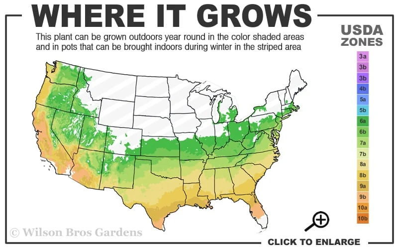 Canzonetta Azalea - 1 Gallon Pot 3 Canzonetta Azalea - 1 Gallon Pot - Image 3