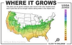 El Nino Desert Orchid (Chitalpa) - 3 Gallon Pot 10 El Nino Desert Orchid (Chitalpa) - 3 Gallon Pot -Garden Plants 6a 9b 97