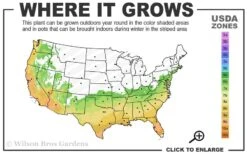 Arctic Dawn Cold Hardy Pink Camellia Hybrid - 1 Gallon Pot -Garden Plants 6b 10a