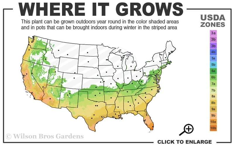 Blood Of China Fragrant Red Camellia Japonica - 1 Gallon Pot 3 Blood Of China Fragrant Red Camellia Japonica - 1 Gallon Pot - Image 3