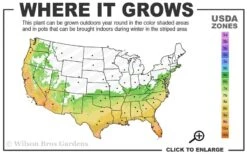 Fortune's Cold Hardy Tea Olive (Fragrant Osmanthus) - 6 Pack Of 1 Gallon Pots -Garden Plants 6b 10b