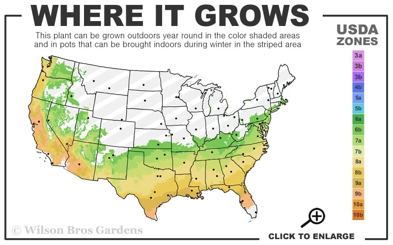 Snow Flurry Cold Hardy Camellia Hybrid - 1 Gallon Pot 3 Snow Flurry Cold Hardy Camellia Hybrid - 1 Gallon Pot - Image 3