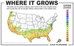 Pink Snow Camellia Sasanqua - 7 Gallon Pot (3-4') -Garden Plants 7a 10a