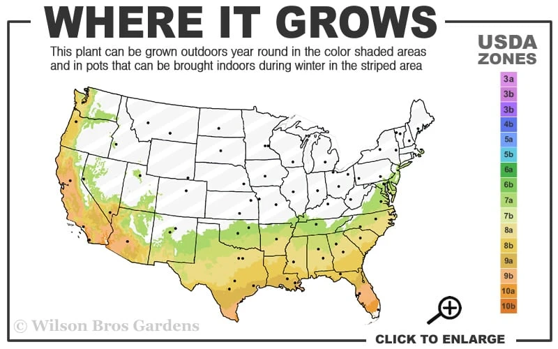 Deodar Cedar - 5 Gallon Pot (3-4') 3 Deodar Cedar - 5 Gallon Pot (3-4') - Image 3