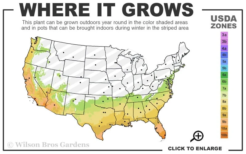 Goldcrest Monterey Lemon Cypress - 3-Ball Poodle Tier Topiary - 3 Gallon Pot 3 Goldcrest Monterey Lemon Cypress - 3-Ball Poodle Tier Topiary - 3 Gallon Pot - Image 3