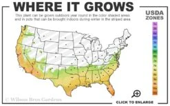 Little Moon Ligustrum - 1 Gallon Pot -Garden Plants 7a 10b 172