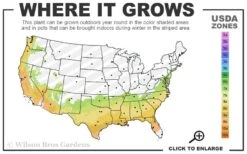 Carolina Sapphire Arizona Cypress - 5 Gallon Pot 9 Carolina Sapphire Arizona Cypress - 5 Gallon Pot -Garden Plants 7a 9b 83