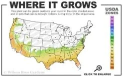 Moonlit Lace Viburnum - 3 Gallon Pot -Garden Plants 7a 9b thumbnail 1