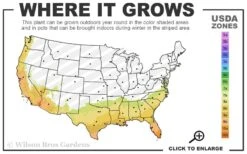 Radicans Creeping Dwarf Gardenia - 3 Gallon Pot -Garden Plants 7b 10b 14